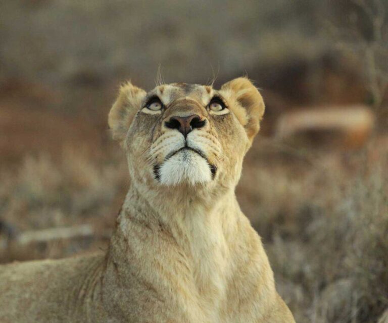 The best places to view the big cats